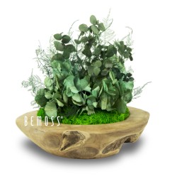 Eine Holzschale mit einer Pflanze darin und der Aufschrift „Be Moss“ in weißer Schrift auf weißem Hintergrund, moosbild, mooswand, moos pflanzen, moos, moos deko, moos art