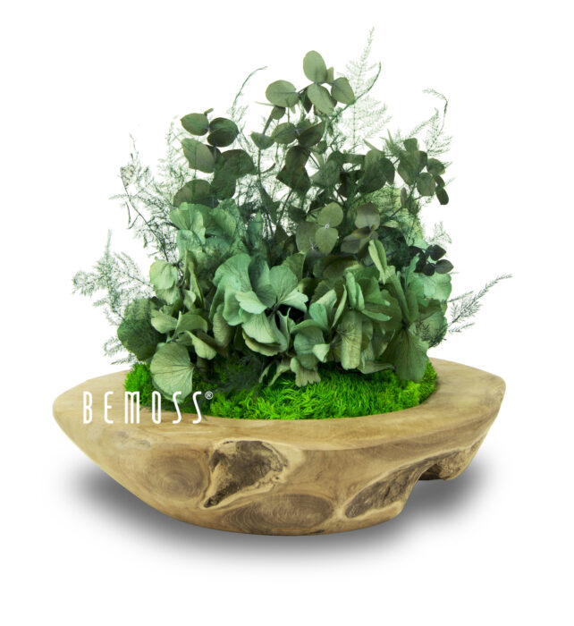 Eine Holzschale mit einer Pflanze darin und der Aufschrift „Be Moss“ in weißer Schrift auf weißem Hintergrund, moosbild, mooswand, moos pflanzen, moos, moos deko, moos art