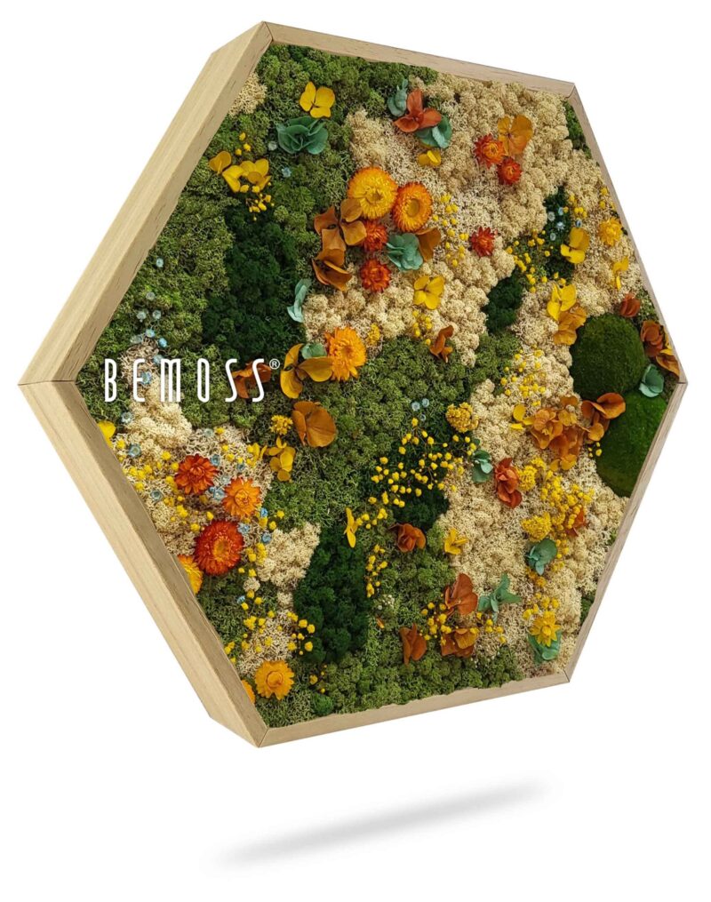 Moosbild Hexagon PFLANZEN Cadalso