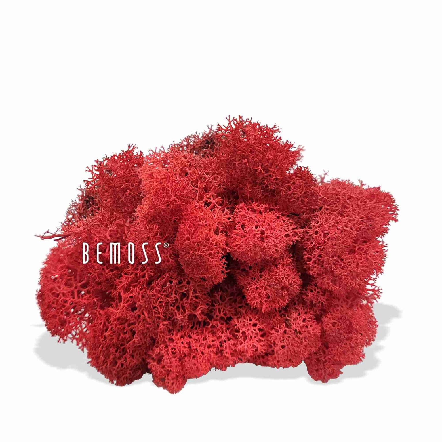 Konserviertes Moos Islandmoos RED | BEMOSS