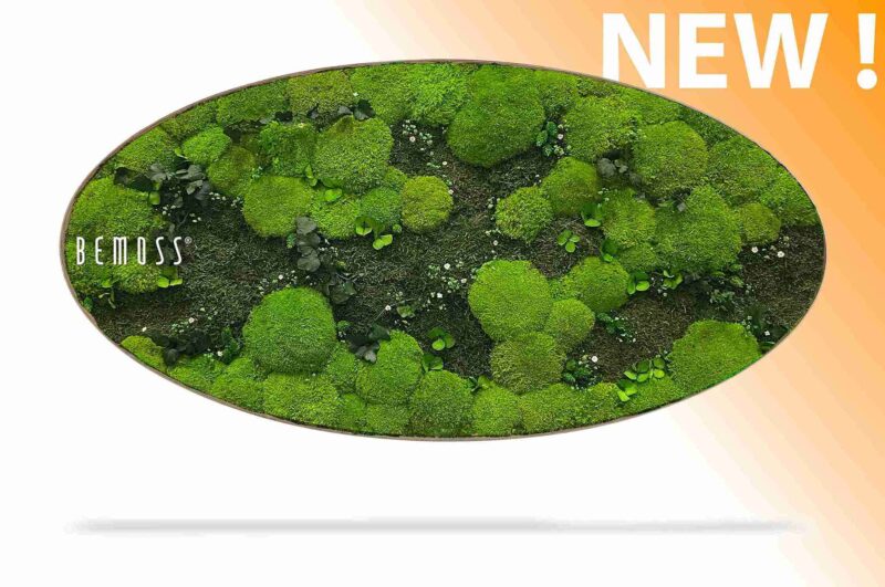 Moosbild Ellipse PFLANZEN Kyrin