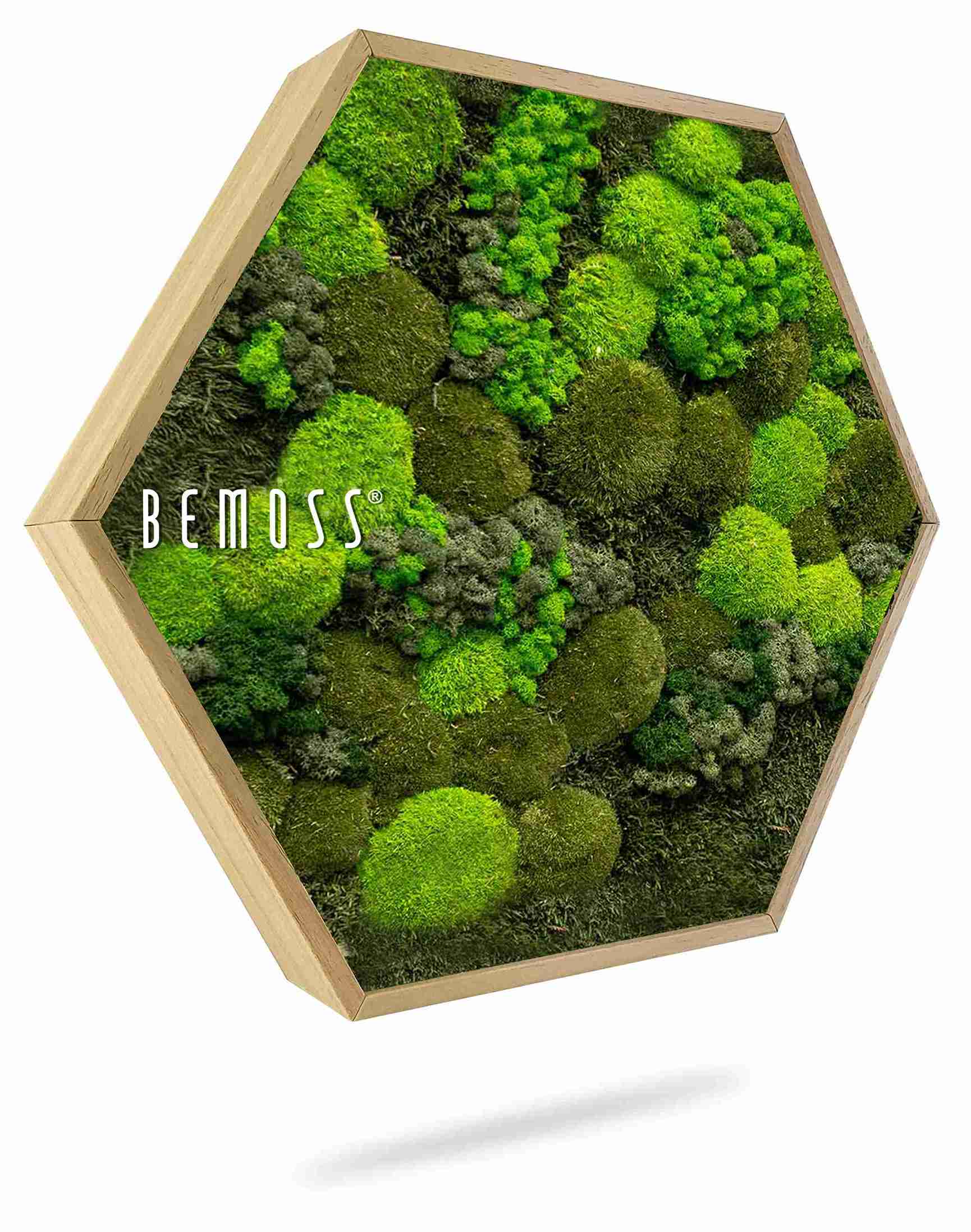 Moosbild Hexagon BEMOSS® ORTHO DOVEN – Bild 1