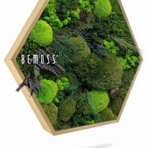Moosbild Hexagon PFLANZEN Amar - Thumbnail Image 1