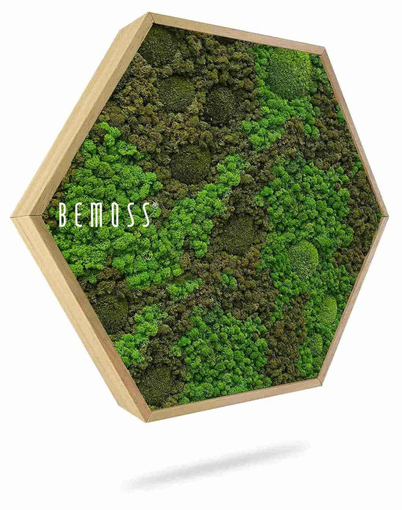 Moosbild Hexagon BEMOSS® ORTHO ASEL