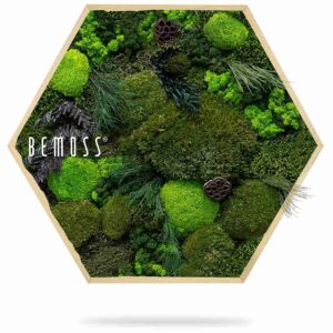 Moosbild Hexagon PFLANZEN Amar - Thumbnail Image 2
