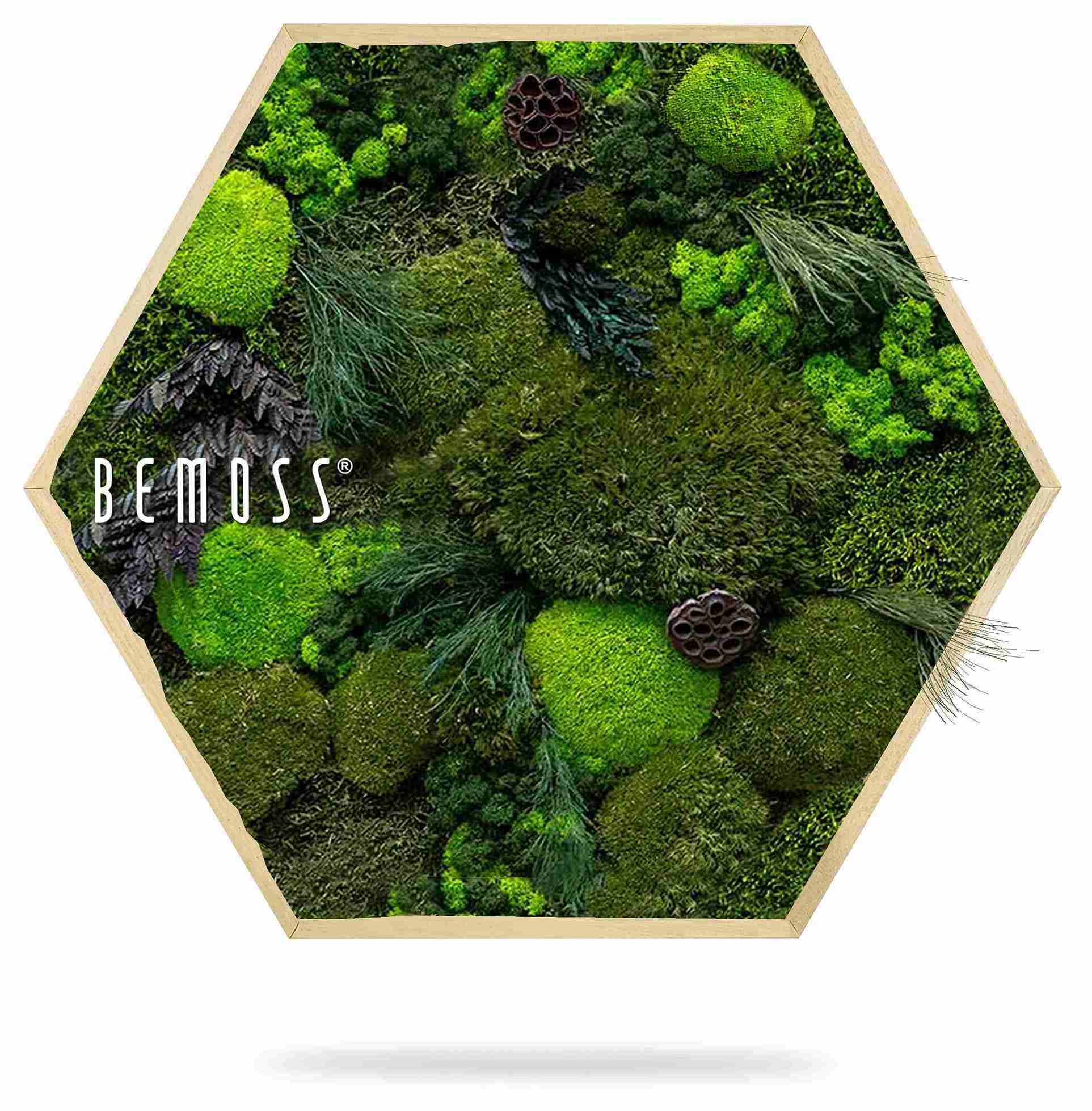 Moosbild Hexagon PFLANZEN Amar – Bild 2