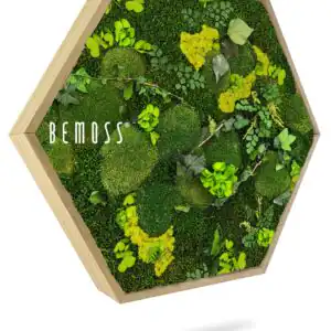 Moosbild Hexagon PFLANZEN Mesia Lime - Thumbnail Image 1