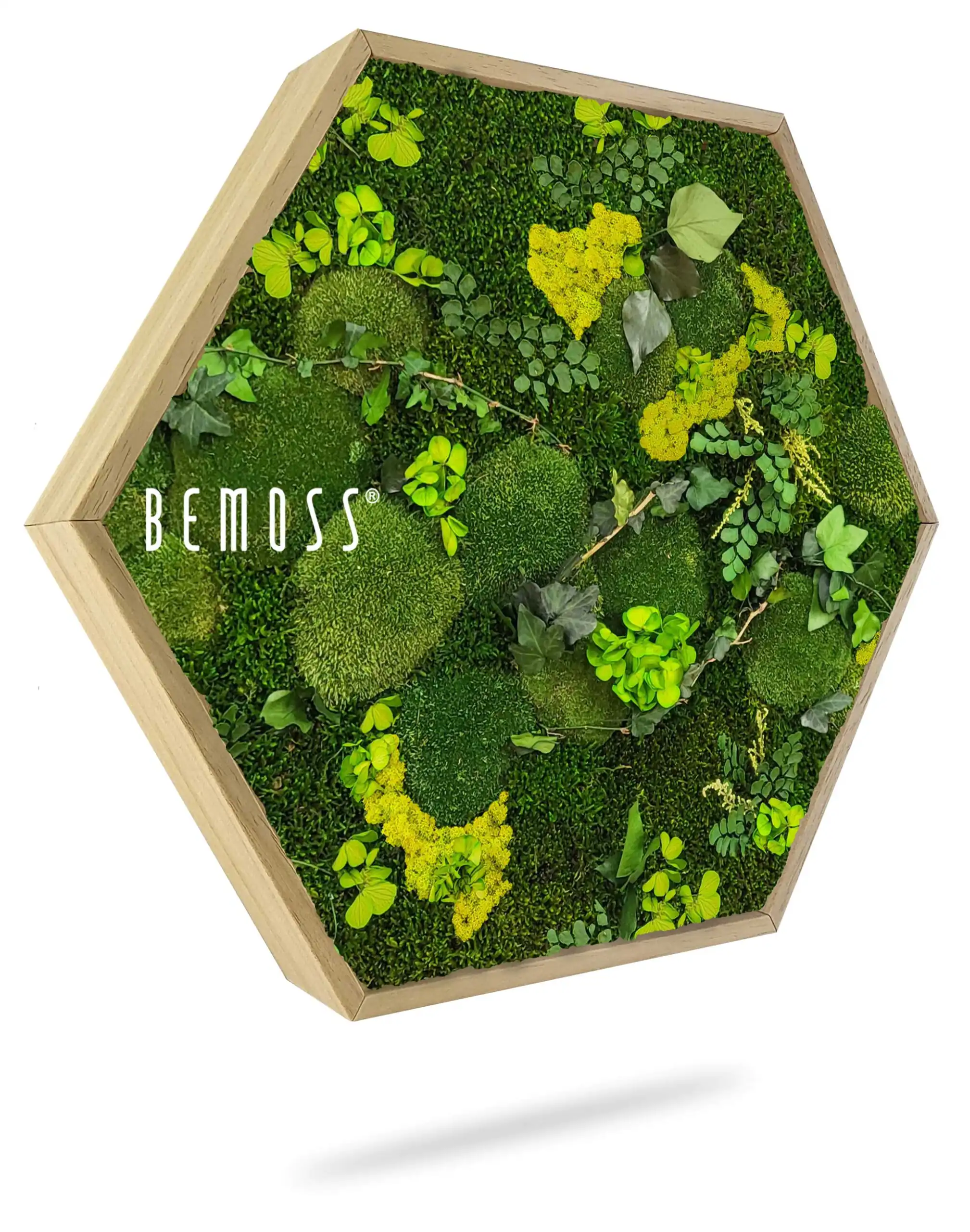 Moosbild Hexagon PFLANZEN Mesia Lime – Bild 1