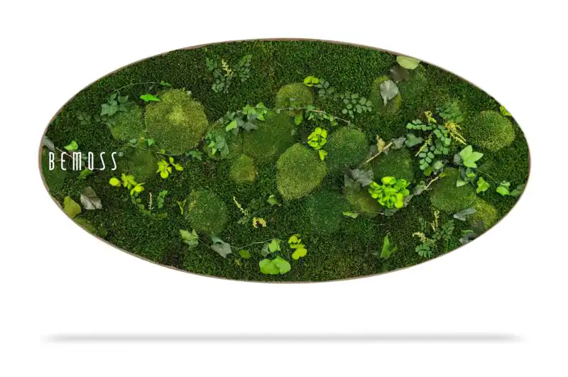 Moosbild Ellipse PFLANZEN  Mesia