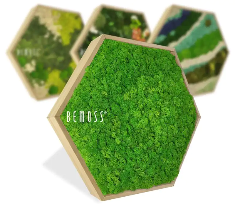 Moosbilder Hexagon