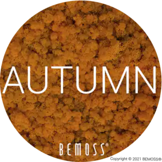 51 Autumn