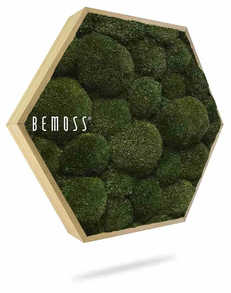 Moosbild Hexagon KUGELMOOS Natural green