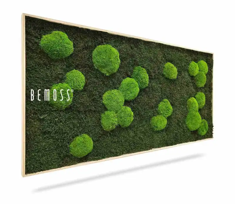 Moosbild FLACHMOOS & KUGELMOOS Light Green