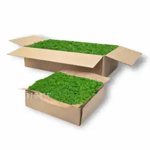 Konserviertes Moos Islandmoos FOREST GREEN - Thumbnail Image 6