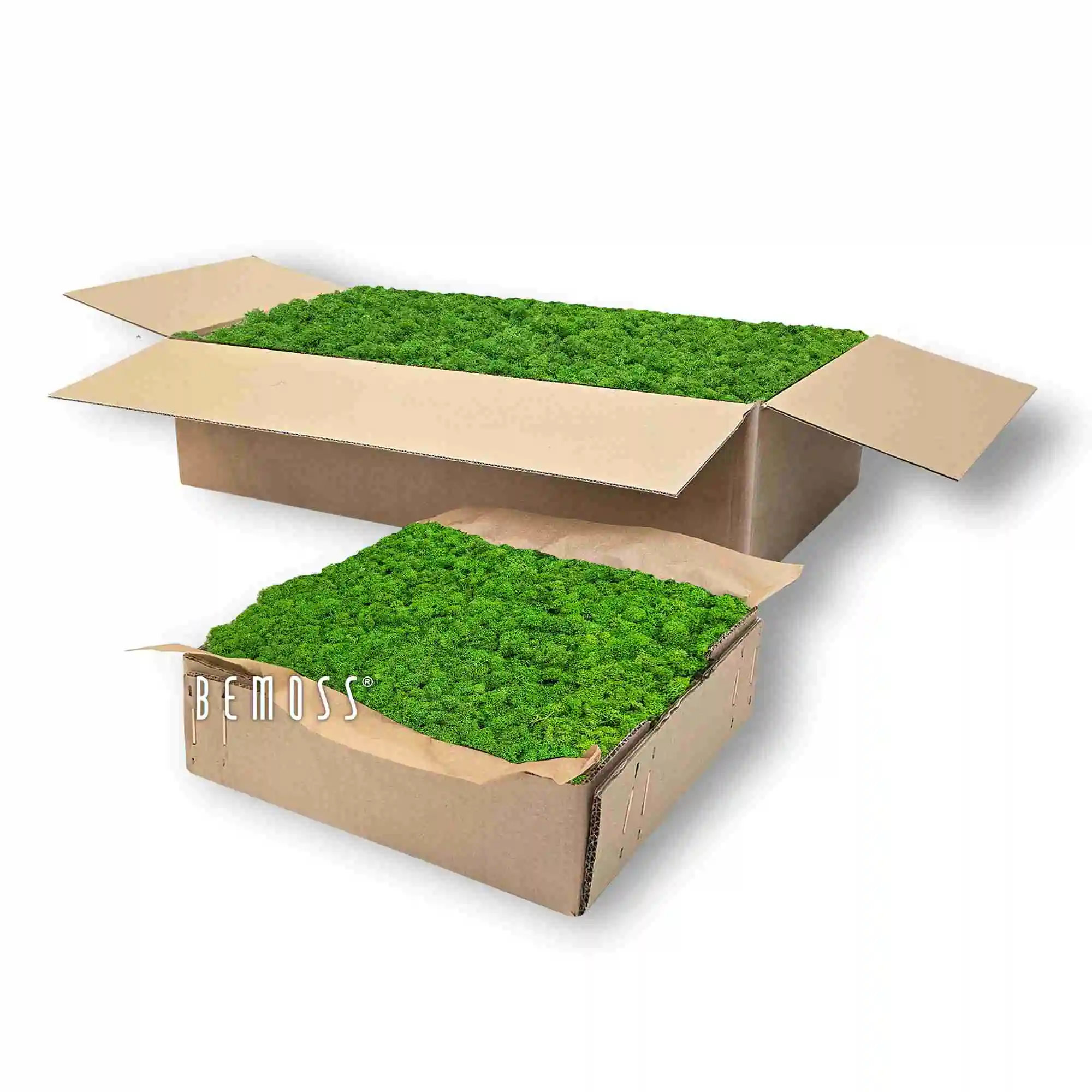 Konserviertes Moos Islandmoos FOREST GREEN – Bild 6