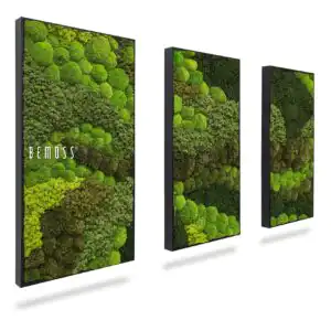 Moosbild Set BEMOSS® ORTHO VERDIA TRIO - Thumbnail Image 1