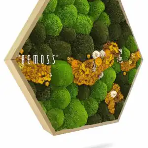 Moosbild Hexagon KUGELMOOS COSMO Yellow