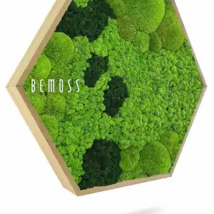 Moosbild Hexagon BEMOSS® ORTHO CORCON