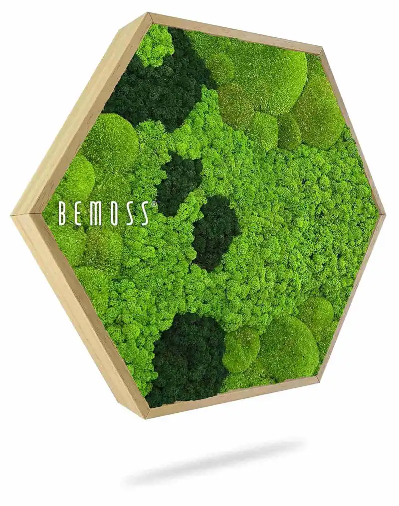 Moosbild Hexagon BEMOSS® ORTHO CORCON