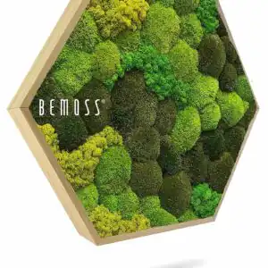 Moosbild Hexagon KUGELMOOS DUO Light Anento