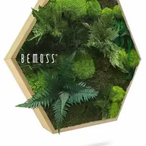 Moosbild Hexagon PFLANZEN Vigo