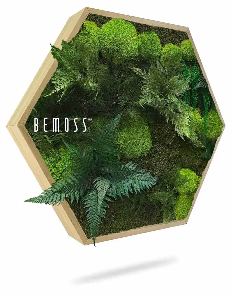 Moosbild Hexagon PFLANZEN Vigo