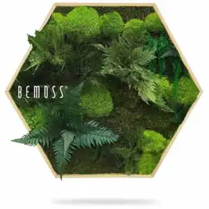 Moosbild Hexagon PFLANZEN Vigo - Thumbnail Image 3