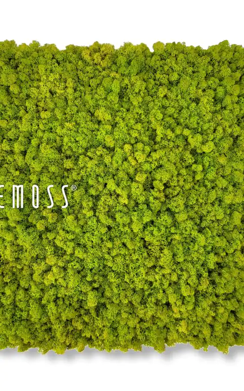 machová stena, na ktorej je v spodnej časti steny bielymi písmenami napísaný nápis be moss, environmentálne umenie , machovy obraz, stabilizovany mach, machová stena, machová dekorácia