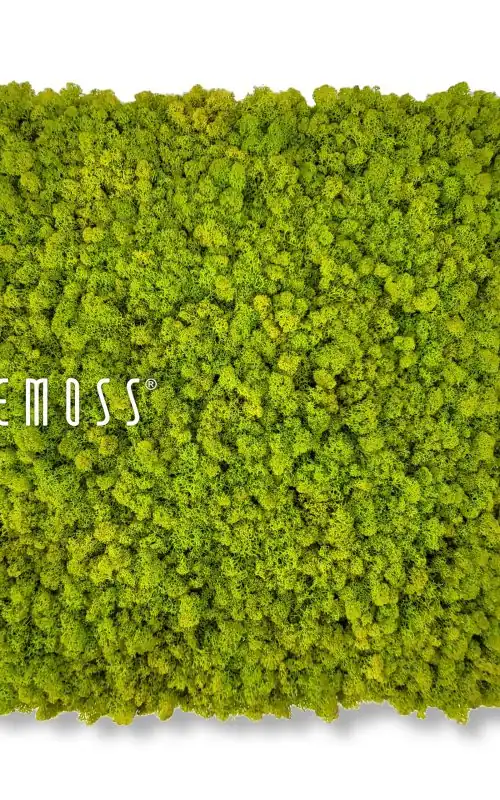 machová stena, na ktorej je v spodnej časti steny bielymi písmenami napísaný nápis be moss, environmentálne umenie , machovy obraz, stabilizovany mach, machová stena, machová dekorácia