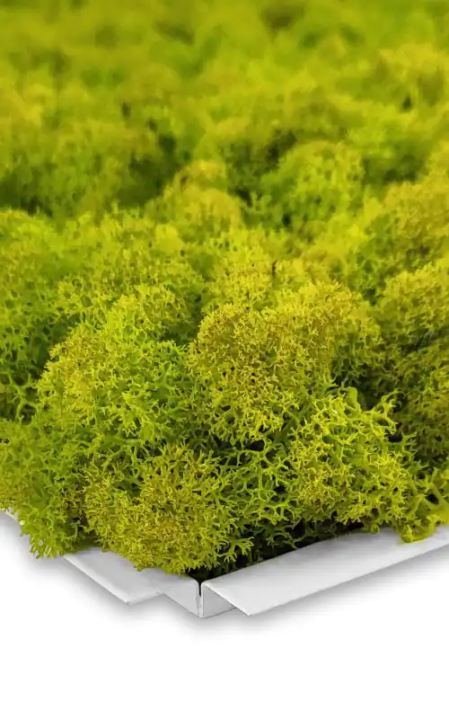 detailný záber na zväzok zelených rastlín, na ktorých je bielymi písmenami nad obrázkom nápis bemos machovy obraz, stabilizovany mach, machová stena, machová dekorácia